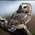 Saw-whet owl 8