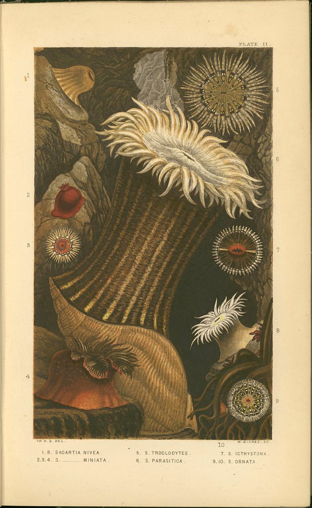 sea anemones - book illustration