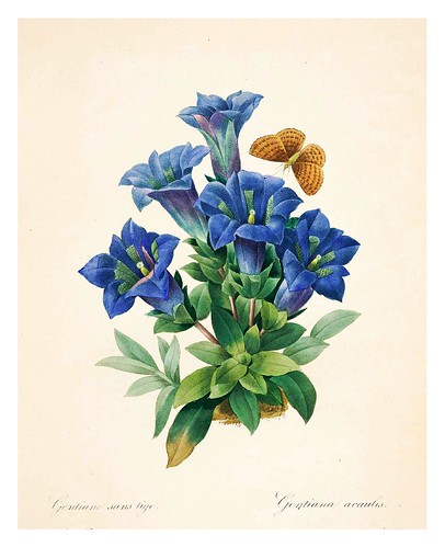 012-Genciana azul-Choix des plus belles fleurs…1827- P.J.Redoute