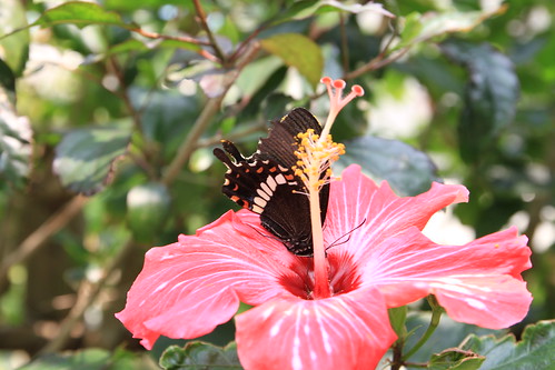 black & red butterfly - ClubMed Kabira Press Tour