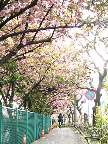 工場側道八重桜 - sakura