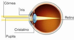 Córnea, retina, pupila, iris y cristalino