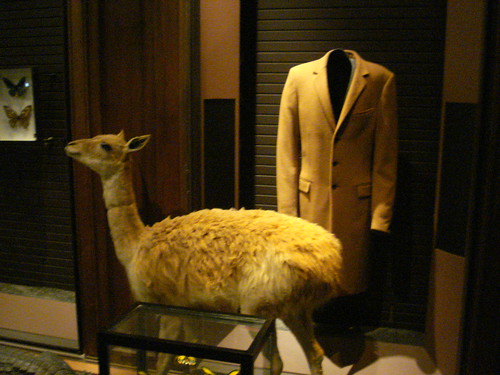 Vicuna fleece vicugna vigogne guanaco camelid woven wool jacket natural history museum paris