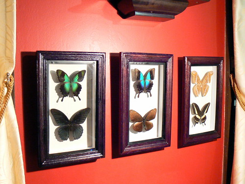 Butterflies on wall