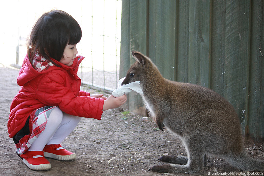 Friendly wallaby