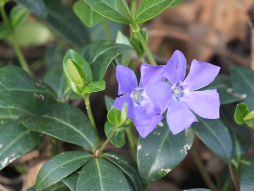 Purple Flowering Groundcover
