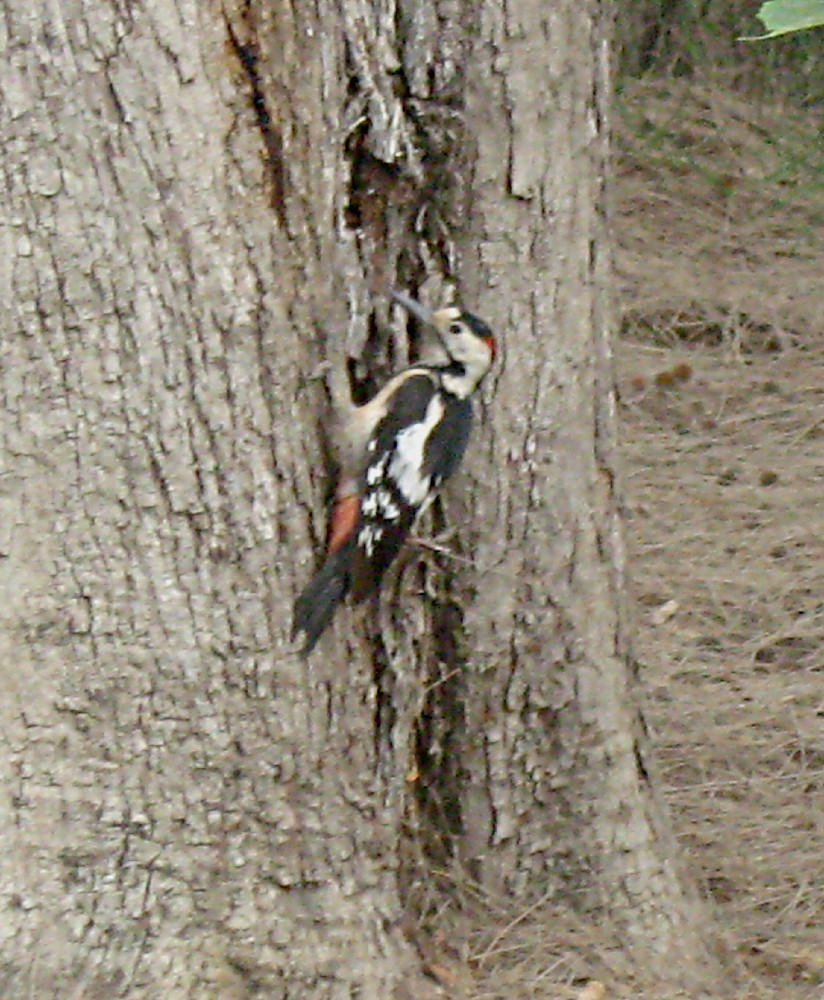 20-05-2011-syrian-woodpecker