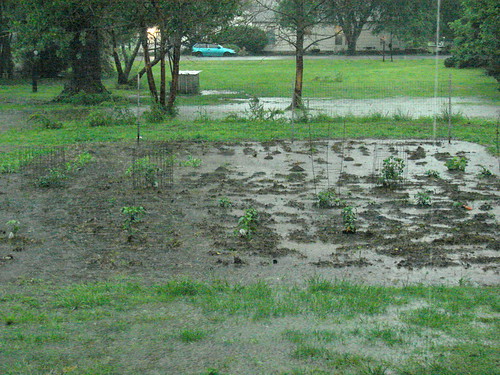 Flooded Garden