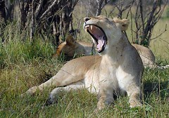Lioness Yawning, Maasai Mara, Kenya