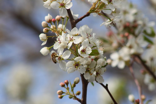 Bradford Pear and Bee