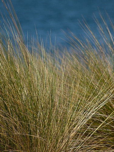 Test Shot - Lakeside with Grass 2