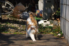 cats_2011-03-29_1