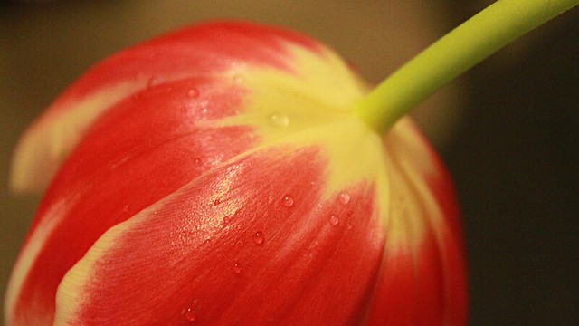 tulip.