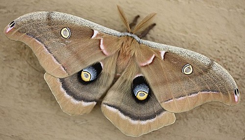 Male Polyphemus Moth 3/2011