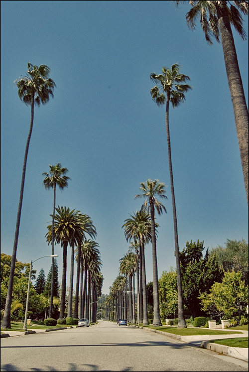 palm-lined-beverly-hills-street