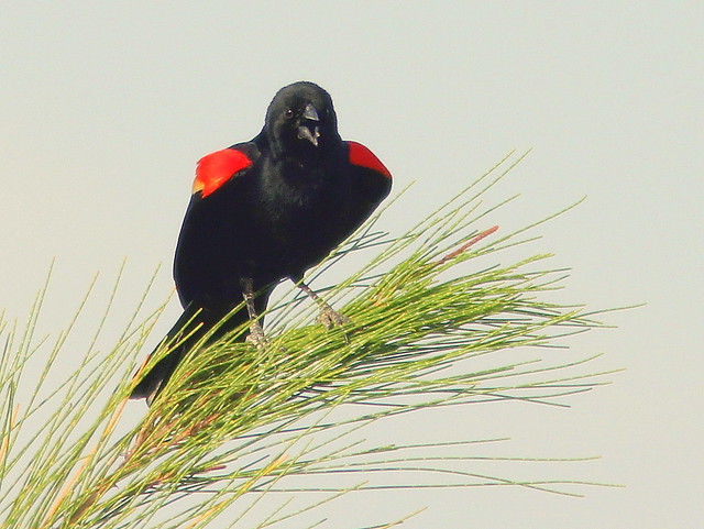Red-winged Blackbird 20110414