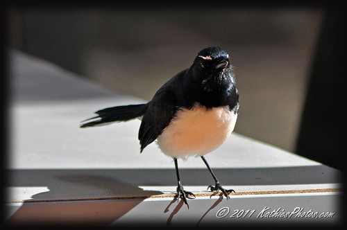 Willy Wagtail at Viv & Rod's