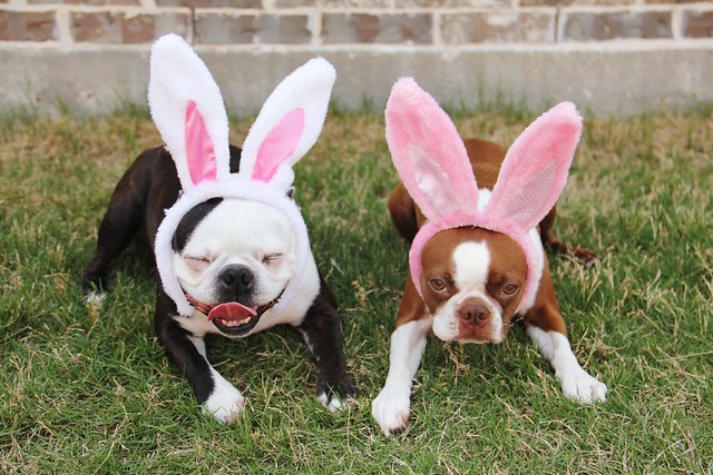 not so happy bunnies 