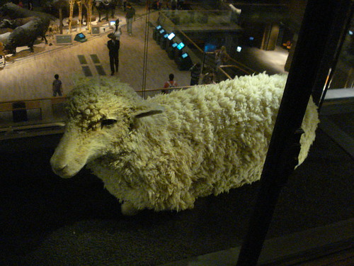 mouflon merinos merino sheep wool fiber taxidermy mounted specimen