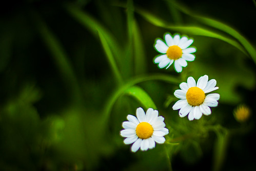 Flowers feat. small blury bug!