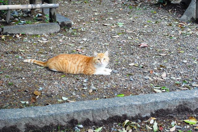Today's Cat@2011-04-26