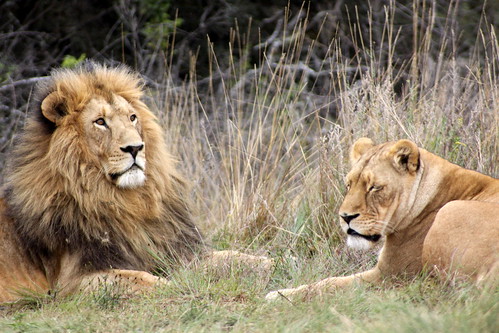 Lions, Krugersdorp game reserve