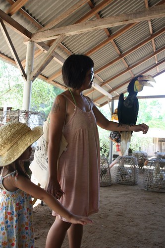holding a wreathed hornbill