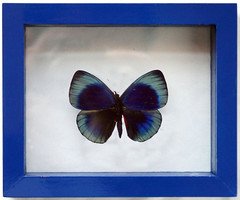 Real Framed Blue Darwin Butterfly Graduation Gift for Grads