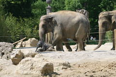 Elefantenmuter und Elefantenbaby