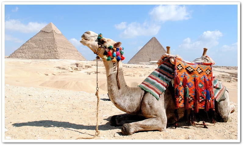 5駱駝與金字塔