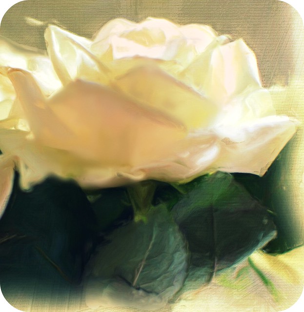 Rose portrait