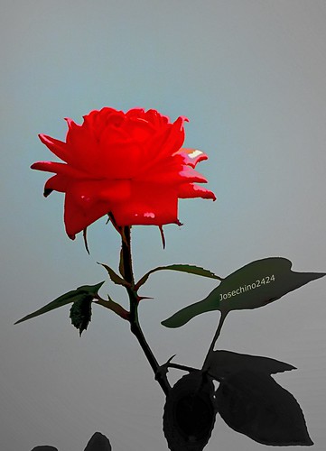 Rosa roja para amar.