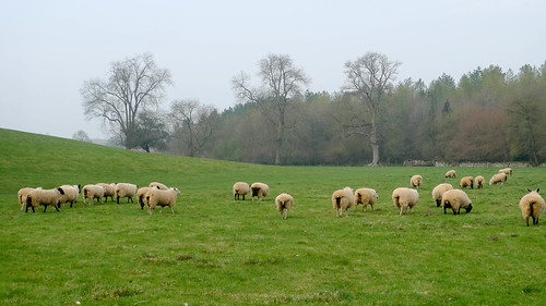 Army of sheep butts