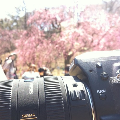 枝垂れ桜が咲いてたよ。染井吉野は全然