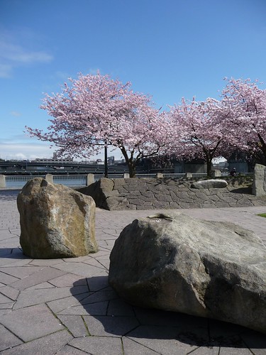Waterfront Blossoms