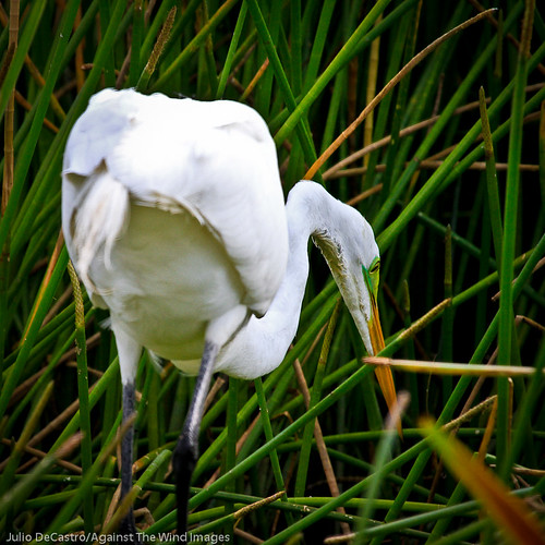 Egret Hunting_MG_3484 by Against The Wind Images