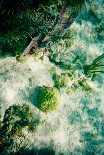Coral Reef Sea Floor, John Pennekamp, Key Largo Florida