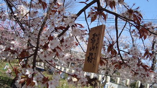 2011/04 平野神社 #07