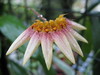 Bulbophyllum accuminatum