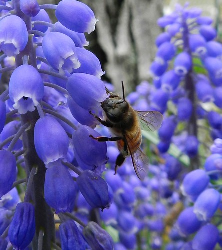 bee and grape hyacinth