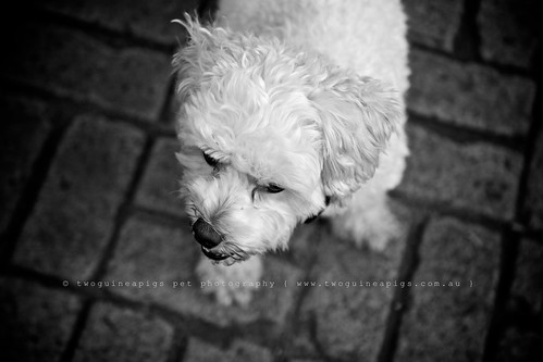 Mozart poodle cross maltese dog photography by twoguineapigs Pet Photography