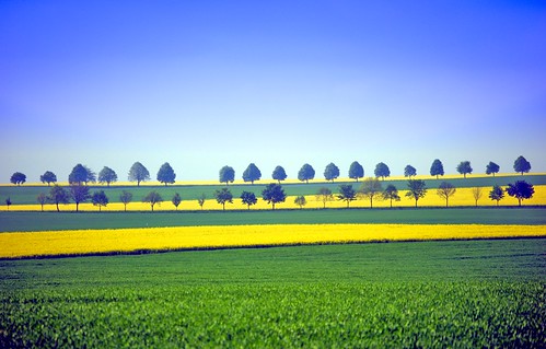 Yellow striped fields by Tobi_2008