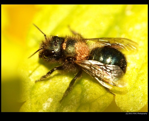 Possible Mason Bee (Osmia spp.) infected with mites