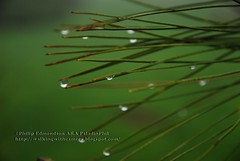 Pine Water Droplets