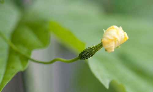 Gourd's Flower