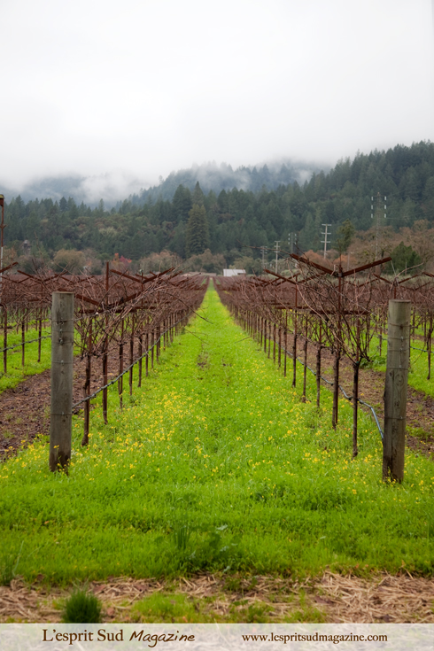 Spottswoode - Organic vineyards (St Helena, CA)