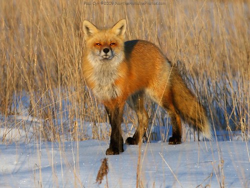 遠くを見つめる狐
