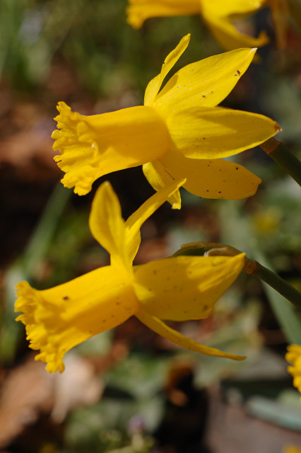 Missouri Botanical Garden (Shaw's Garden), in Saint Louis, Missouri, USA - yellow dafodylls