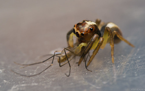 Jumping Spider with Prey I