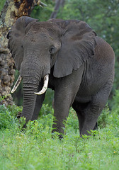 Ngorogoro Elephants
